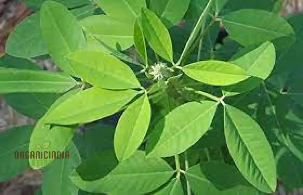 Chipili seeds Guatemala Buy Chipili plant seeds Guatemalan Chipili plant seeds - Image 7
