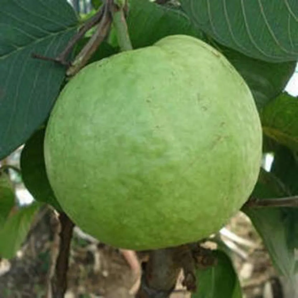 Chittidar Guava Seeds – Premium Speckled Guava for Planting - Image 3