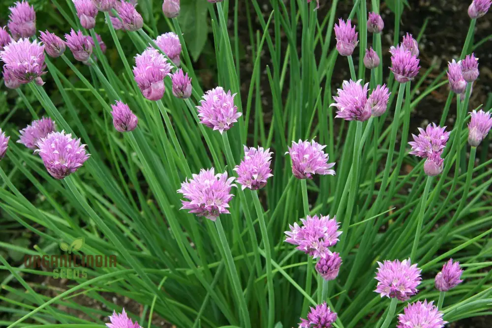 Chive Seeds – Premium Quality Herb Seeds for Fresh Home Garden Harvests - Image 4
