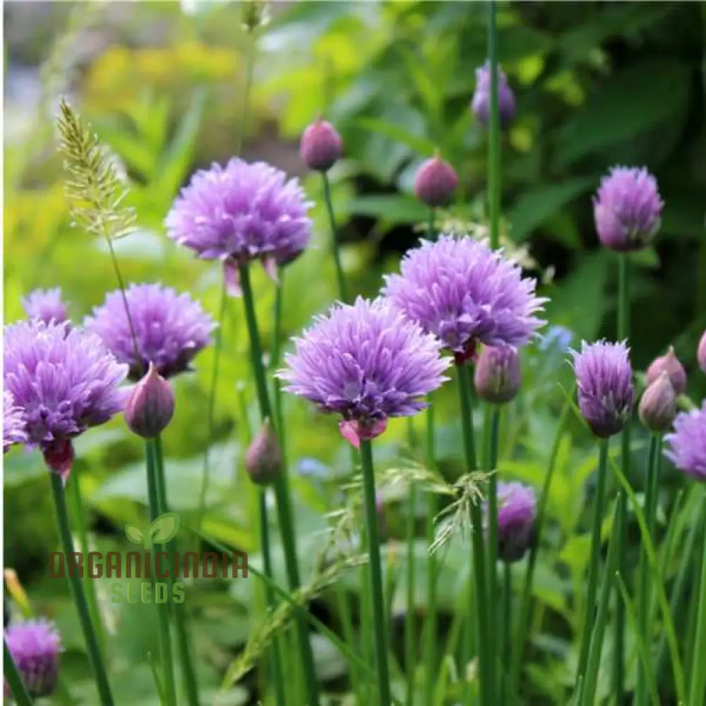 Chives - Perennial Flower Seeds, Enhance Your Garden with Flavorful Blooms and Expert Planting Tips