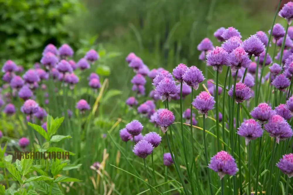 Chives - Perennial Flower Seeds, Enhance Your Garden with Flavorful Blooms and Expert Planting Tips - Image 3