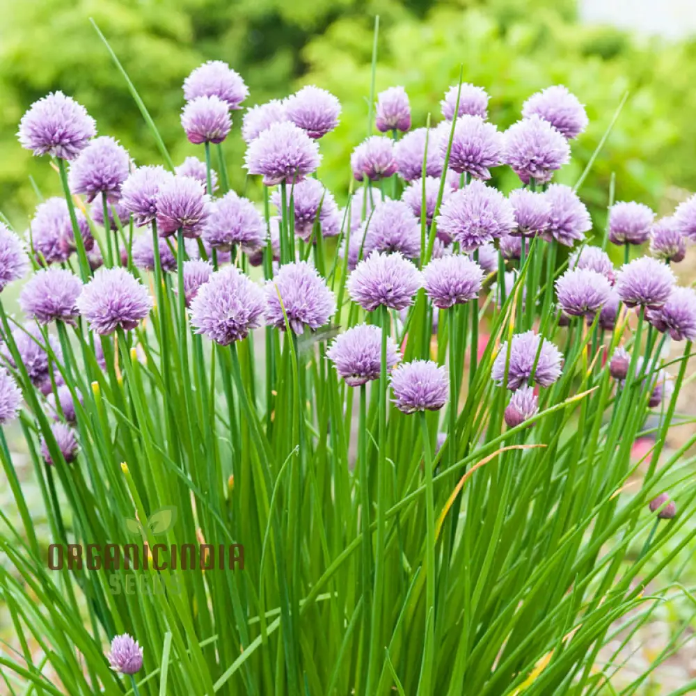 Chives - Perennial Flower Seeds, Enhance Your Garden with Flavorful Blooms and Expert Planting Tips - Image 4