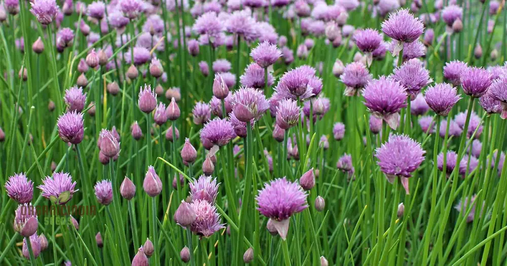 Chives - Perennial Flower Seeds, Enhance Your Garden with Flavorful Blooms and Expert Planting Tips - Image 5