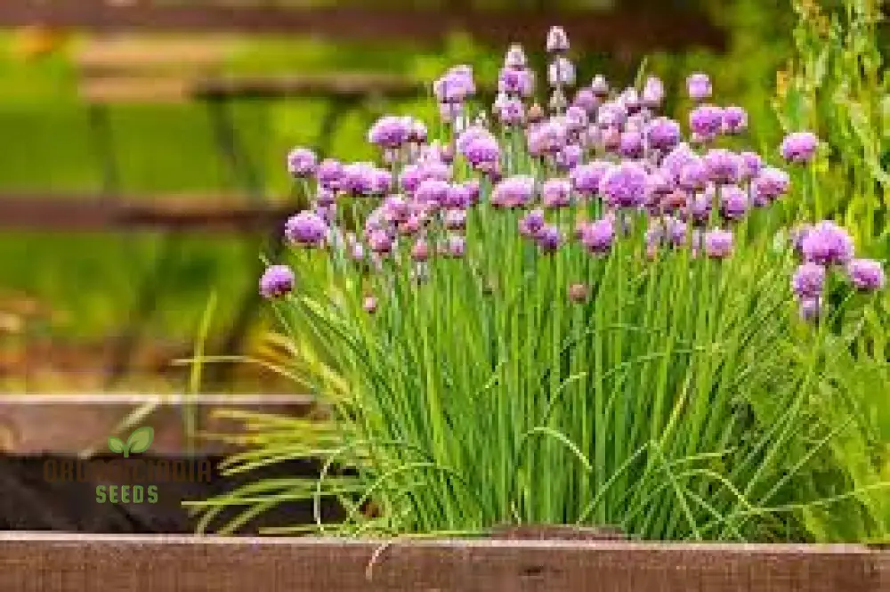 Chives - Perennial Flower Seeds, Enhance Your Garden with Flavorful Blooms and Expert Planting Tips - Image 6