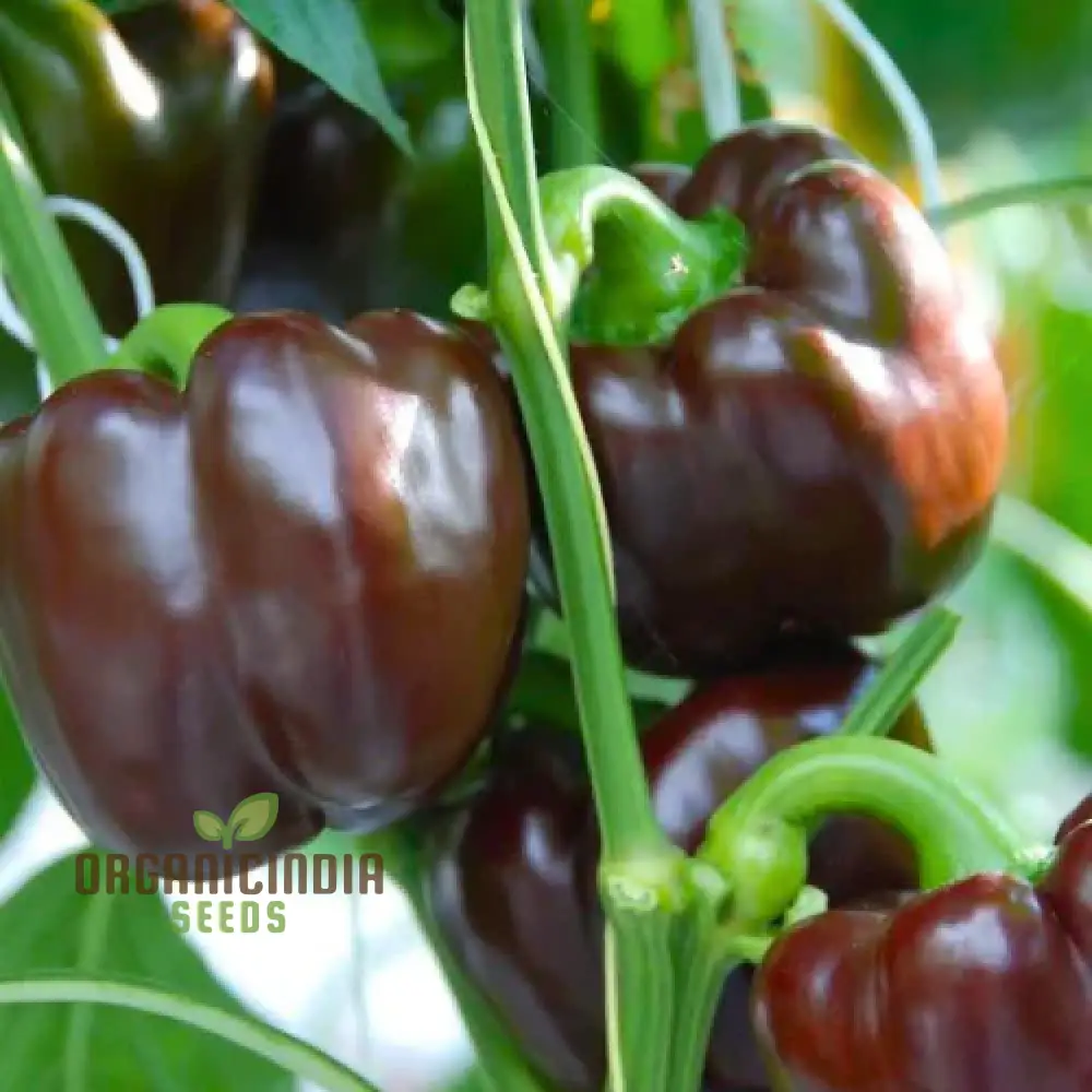 Chocolate Beauty Pepper Seeds For Planting and Harvest Beautiful Vegetable Peppers - Image 3
