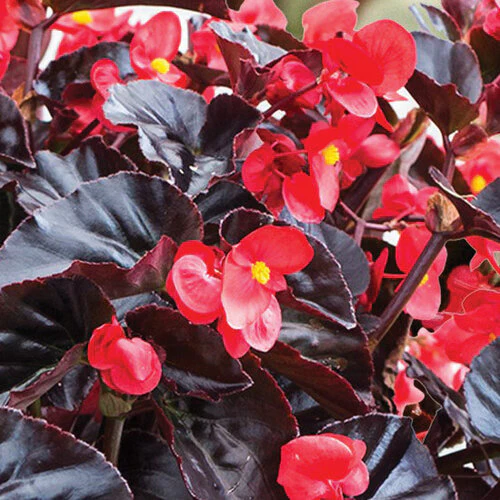 Chocolate Brown Begonia Flower Seeds ,Rare & Unique Blooms, Non-GMO