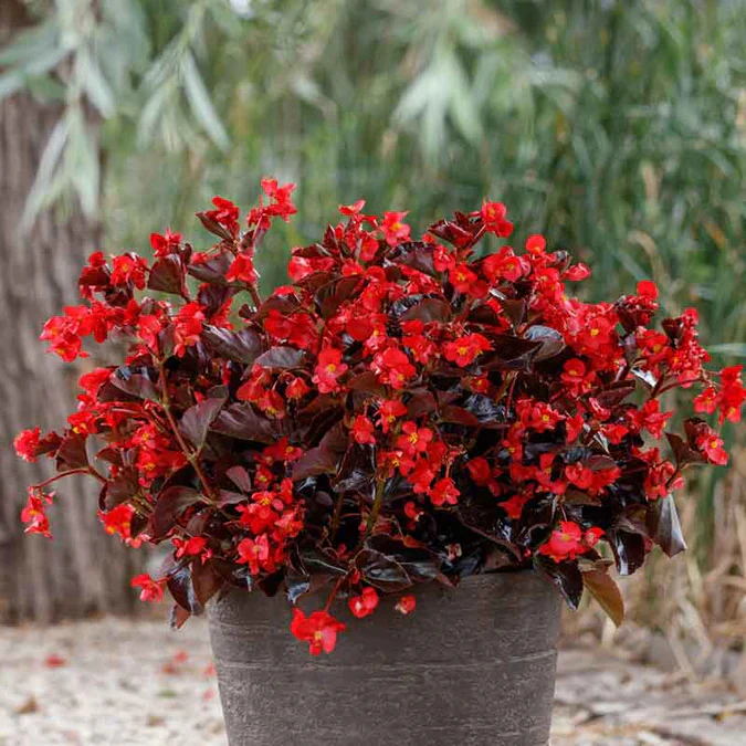 Chocolate Brown Begonia Flower Seeds ,Rare & Unique Blooms, Non-GMO - Image 2