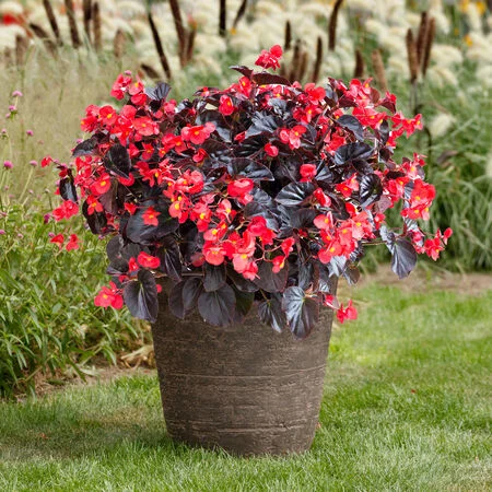 Chocolate Brown Begonia Flower Seeds ,Rare & Unique Blooms, Non-GMO - Image 3