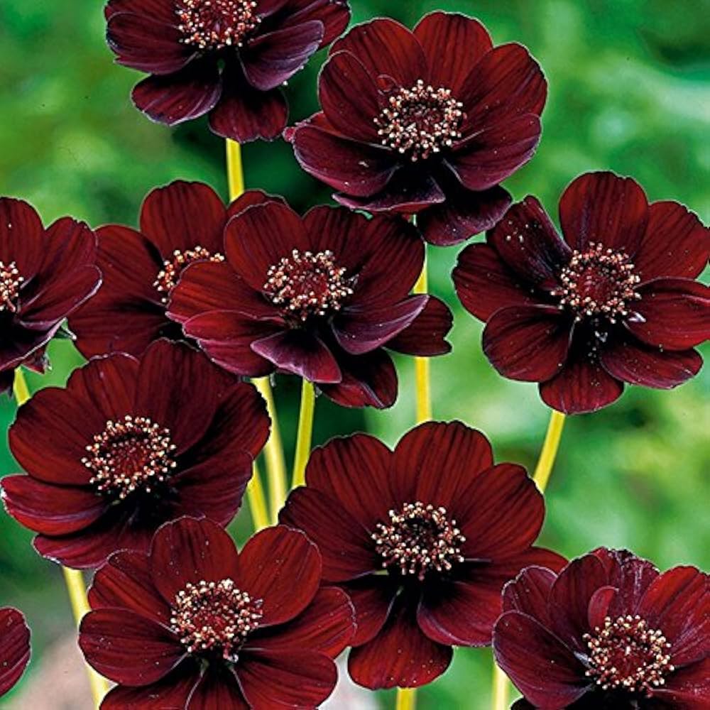 Chocolate Brown Cosmos Flower Seeds , Rare & Unique Garden Blooms