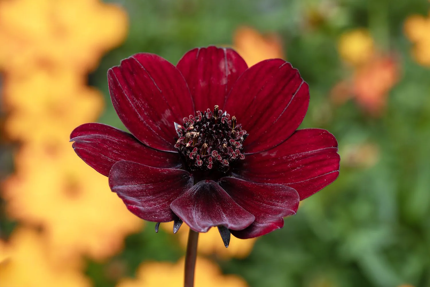 Chocolate Brown Cosmos Flower Seeds , Rare & Unique Garden Blooms - Image 2