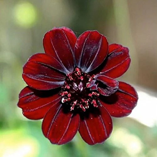 Chocolate Brown Cosmos Flower Seeds , Rare & Unique Garden Blooms - Image 3