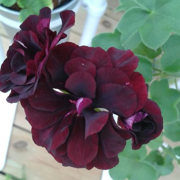 Chocolate Brown Geranium Flower Seeds, Rare Exotic Blooms, Non-GMO