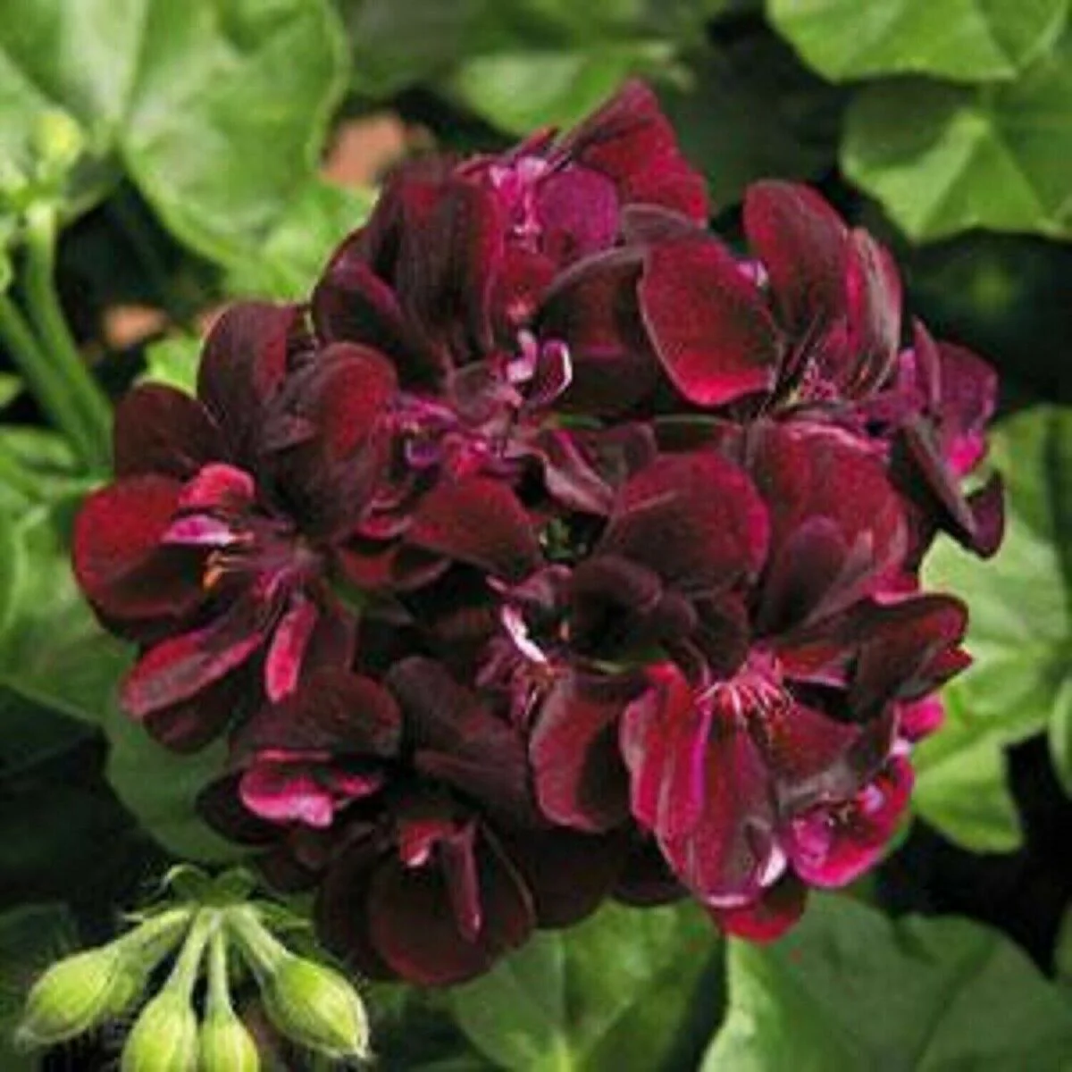 Chocolate Brown Geranium Flower Seeds, Rare Exotic Blooms, Non-GMO - Image 2