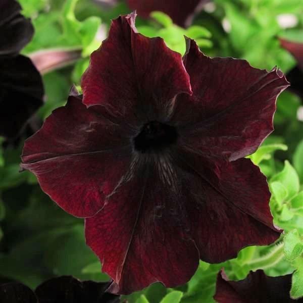 Petunia Seeds (Chocolate Brown Petunia Seeds) - Rare Color and Easy to Grow