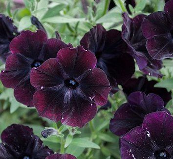 Petunia Seeds (Chocolate Brown Petunia Seeds) - Rare Color and Easy to Grow - Image 2