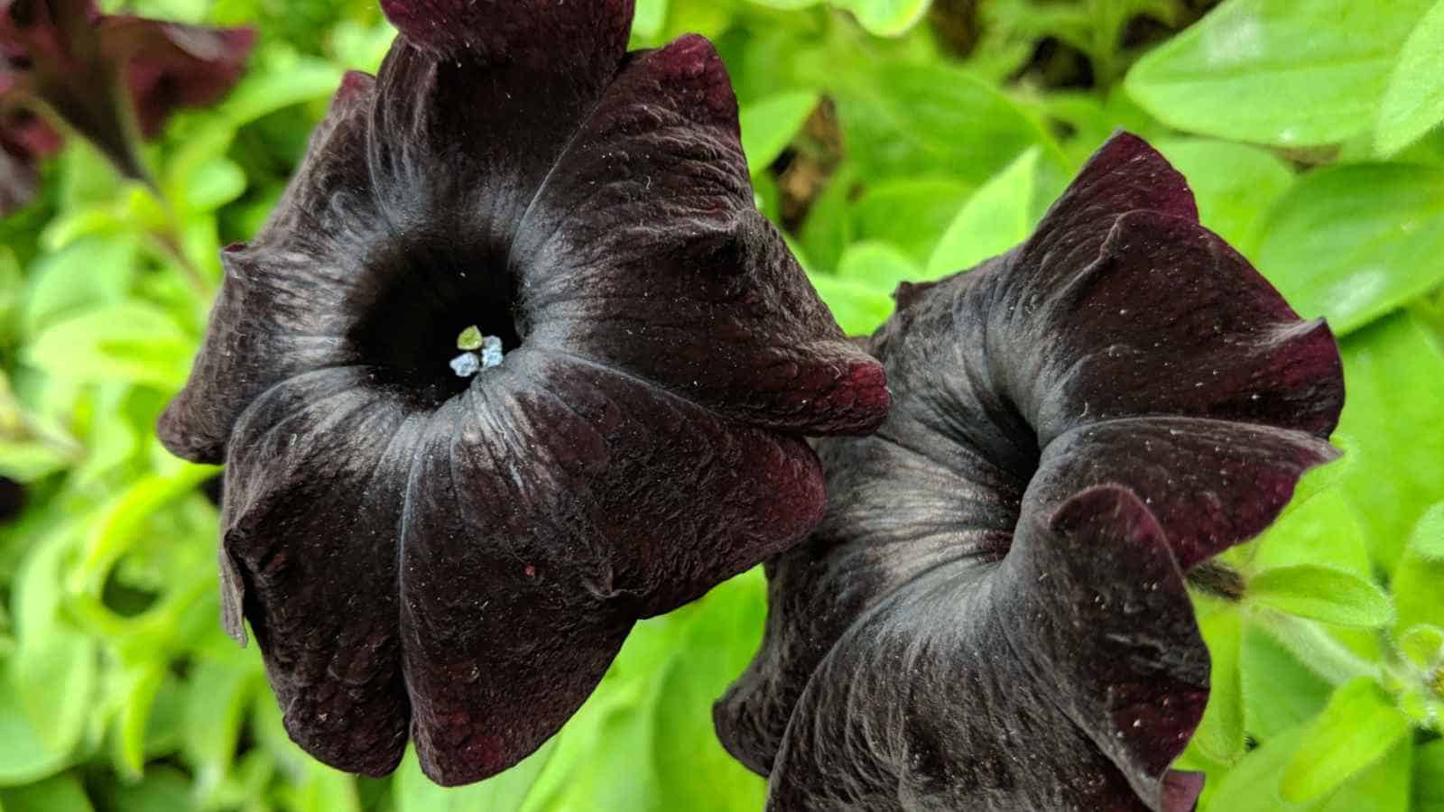 Petunia Seeds (Chocolate Brown Petunia Seeds) - Rare Color and Easy to Grow - Image 3