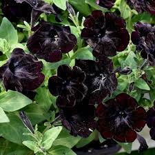 Petunia Seeds (Chocolate Brown Petunia Seeds) - Rare Color and Easy to Grow - Image 5