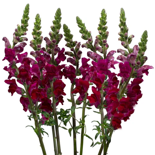 Chocolate Brown Snapdragon Flower Seeds – Rare & Elegant Blooms for Gardens - Image 3