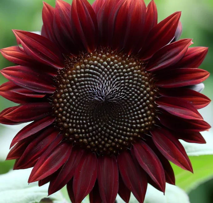 Chocolate Brown Sunflower Seeds – Deep, Velvety Blooms for Unique Gardens - Image 2