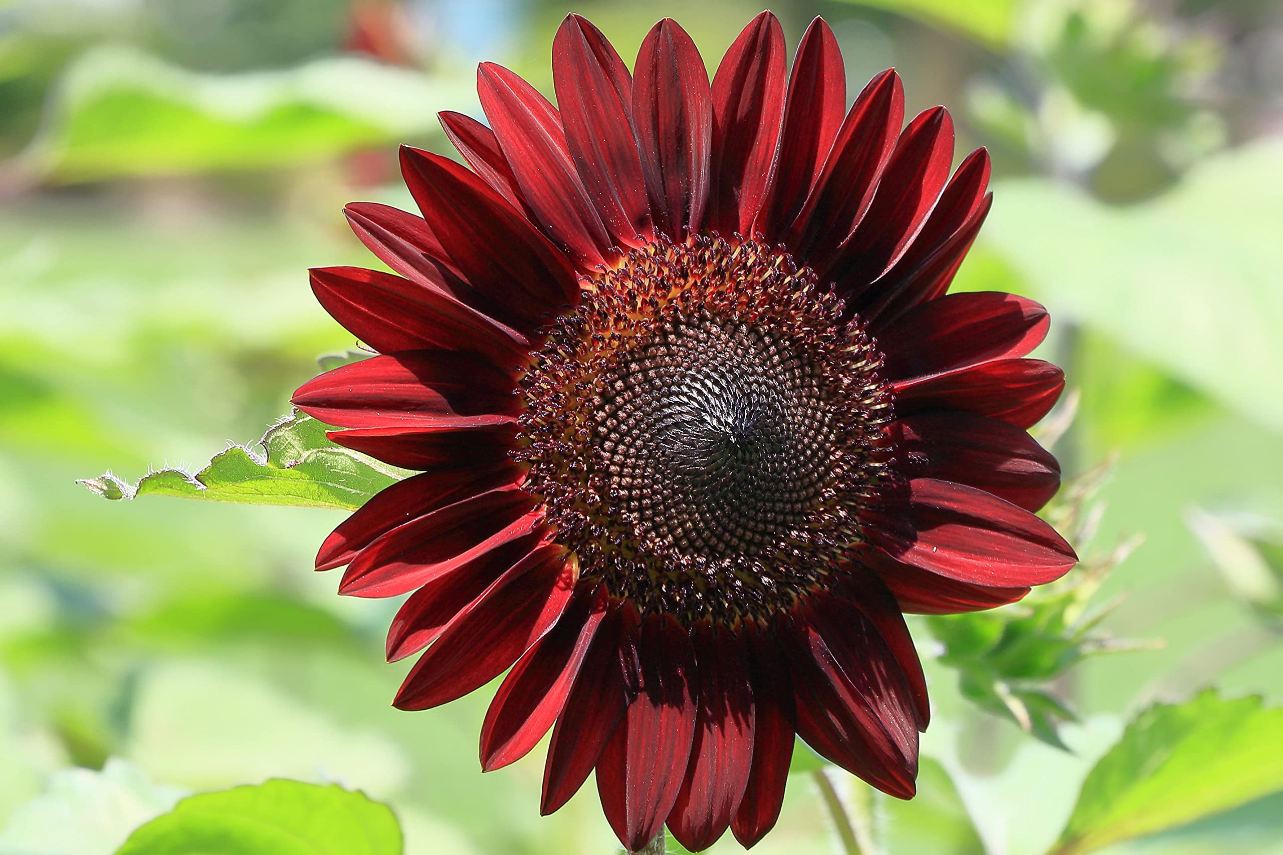Chocolate Cherry Sunflower Seeds – Rich Burgundy Garden Blooms - Image 2