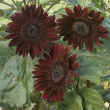 Chocolate Cherry Sunflower Seeds – Rich Burgundy Garden Blooms - Image 3