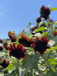 Chocolate Cherry Sunflower Seeds – Rich Burgundy Garden Blooms - Image 4
