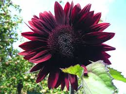 Chocolate Cherry Sunflower Seeds – Rich Burgundy Garden Blooms - Image 5