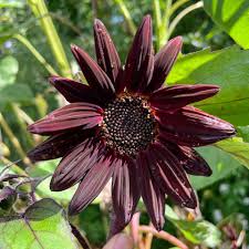 Chocolate Cherry Sunflower Seeds – Rich Burgundy Garden Blooms - Image 6