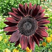 Chocolate Cherry Sunflower Seeds – Rich Burgundy Garden Blooms - Image 7