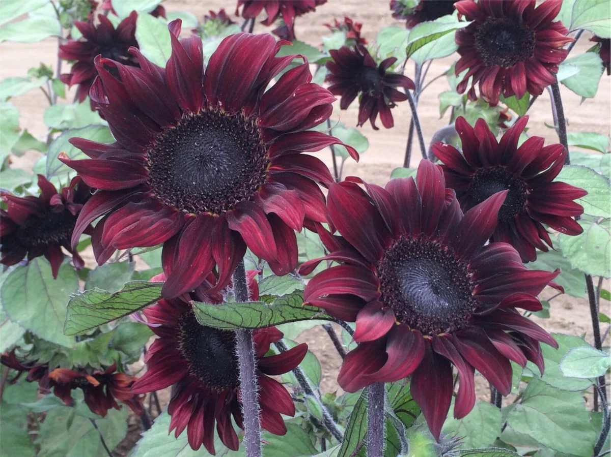 Chocolate Cherry Sunflower Seeds – Rich Burgundy Garden Blooms - Image 8