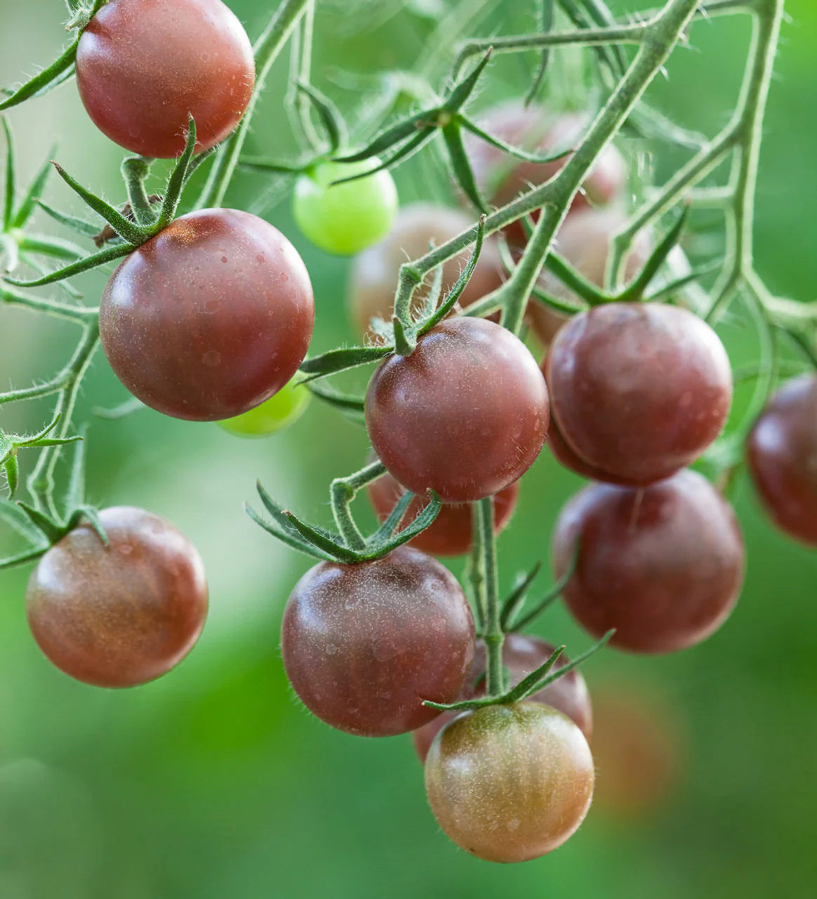 Chocolate Cherry Tomato Seeds – Sweet & Juicy Heirloom Variety - Image 2
