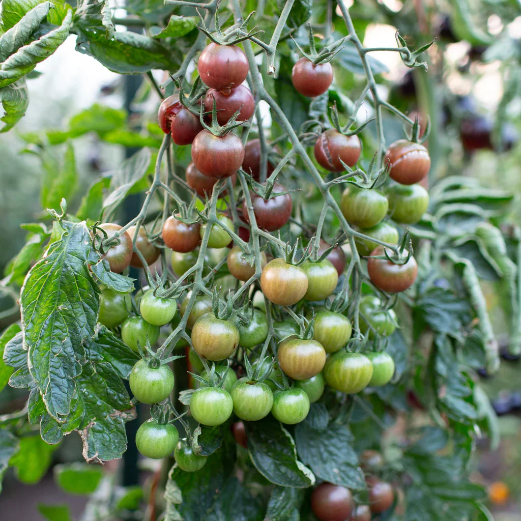 Chocolate Cherry Tomato Seeds – Sweet & Juicy Heirloom Variety - Image 3