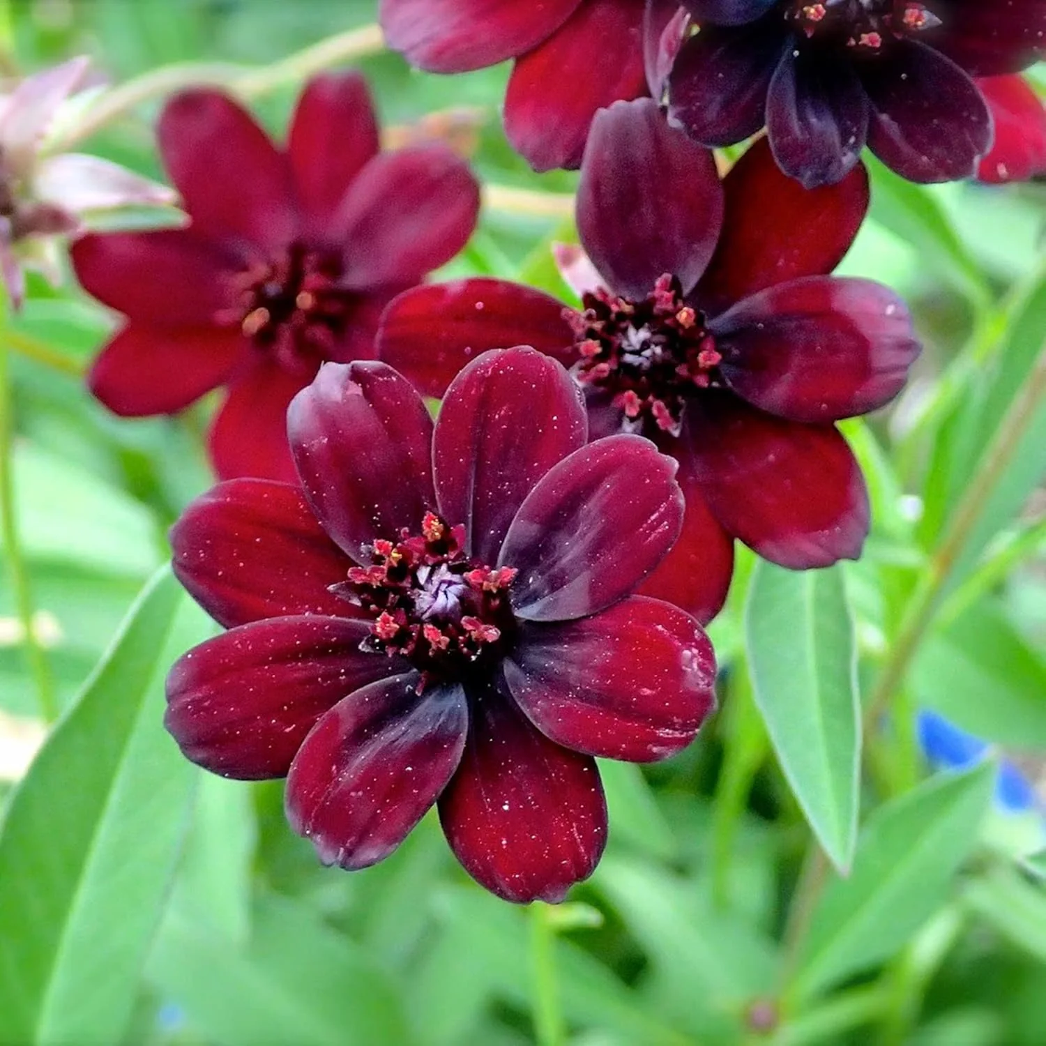 Chocolate Cosmos Seeds Cosmos Atrosanguineus Perennial with Chocolate Fragrance, Butterfly Attracting Ornamental Flower for Gardens And Containers - Image 3