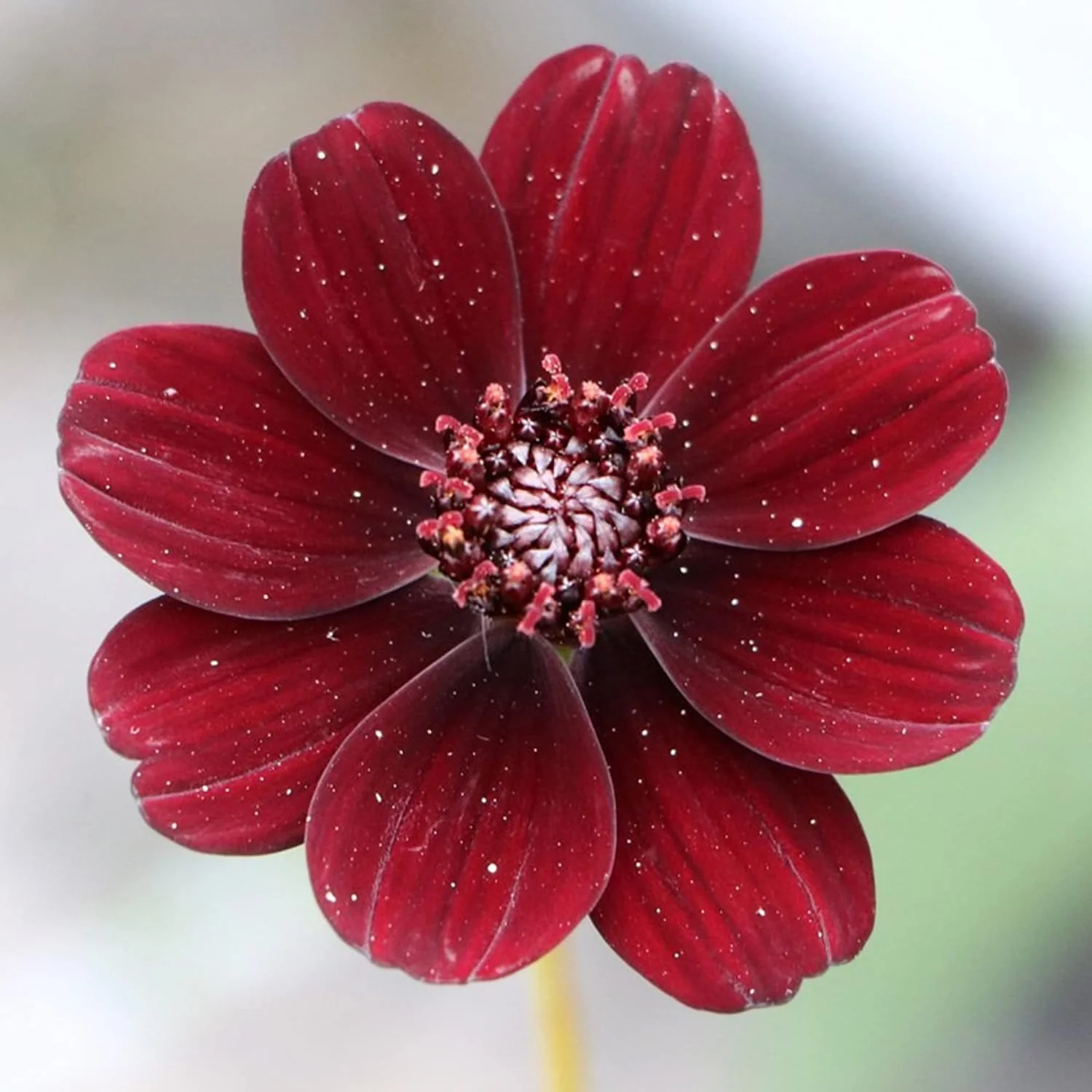 Chocolate Cosmos Seeds Cosmos Atrosanguineus Perennial with Chocolate Fragrance, Butterfly Attracting Ornamental Flower for Gardens And Containers - Image 4