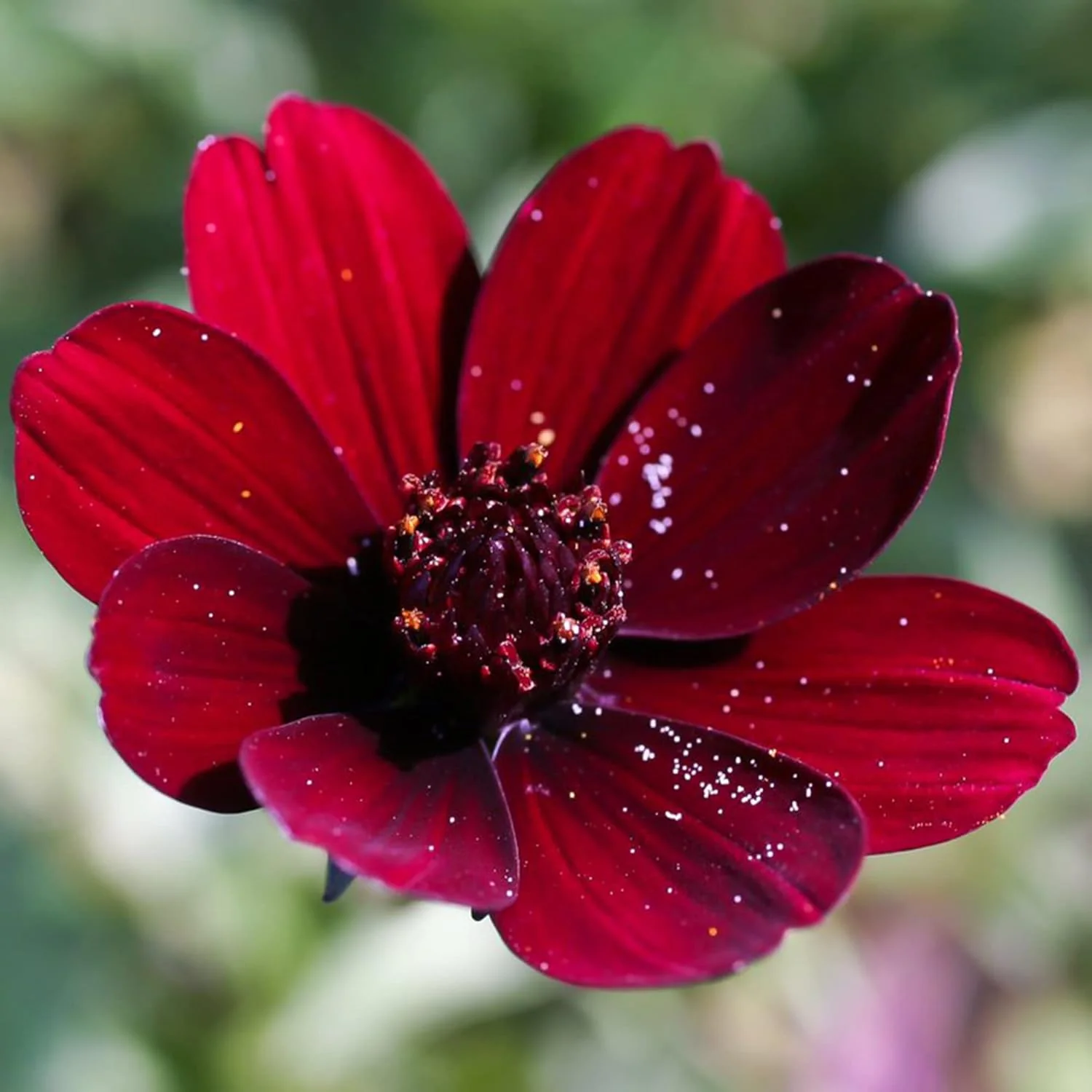 Chocolate Cosmos Seeds Cosmos Atrosanguineus Perennial with Chocolate Fragrance, Butterfly Attracting Ornamental Flower for Gardens And Containers - Image 5