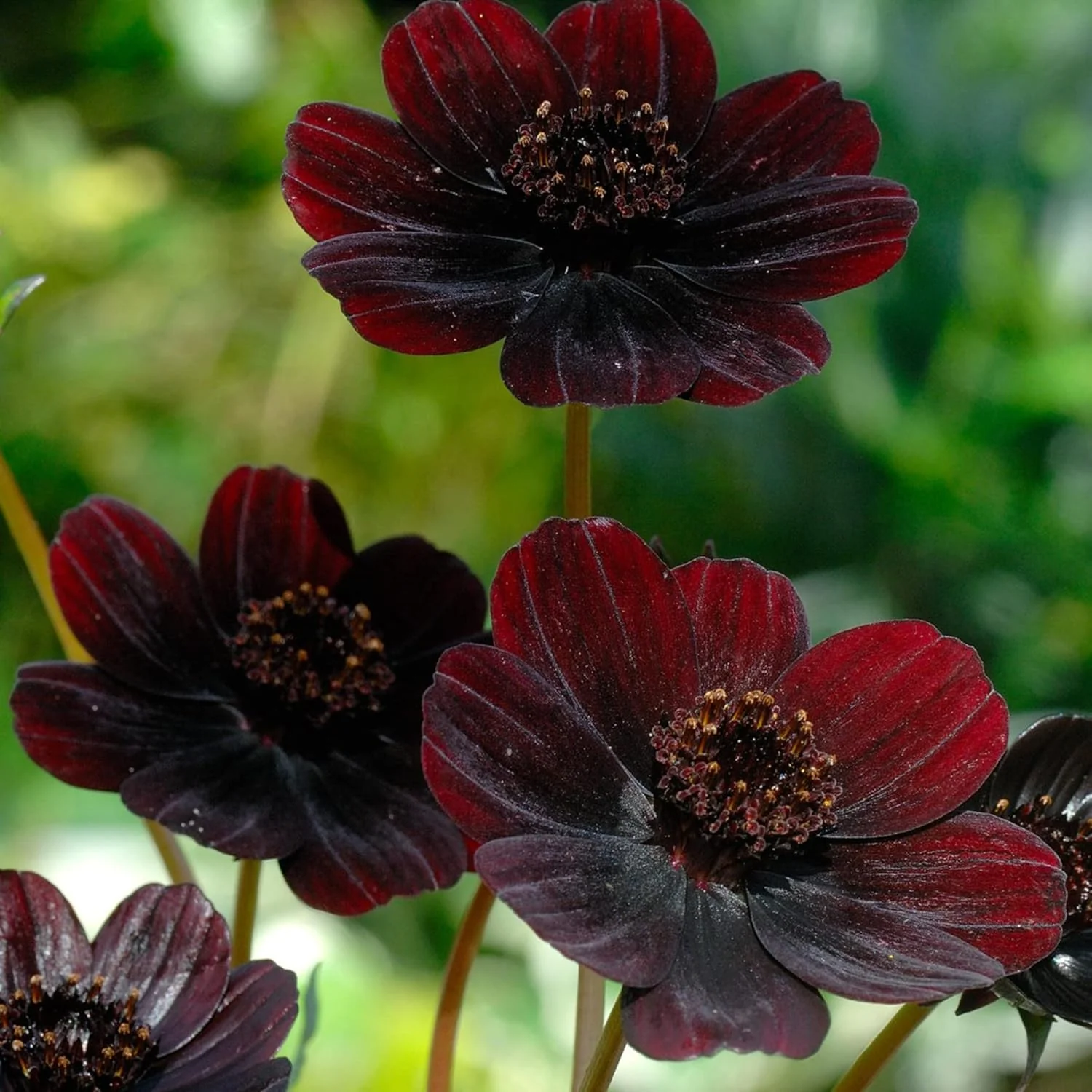 Chocolate Cosmos Seeds Cosmos Atrosanguineus Perennial with Chocolate Fragrance, Butterfly Attracting Ornamental Flower for Gardens And Containers - Image 6