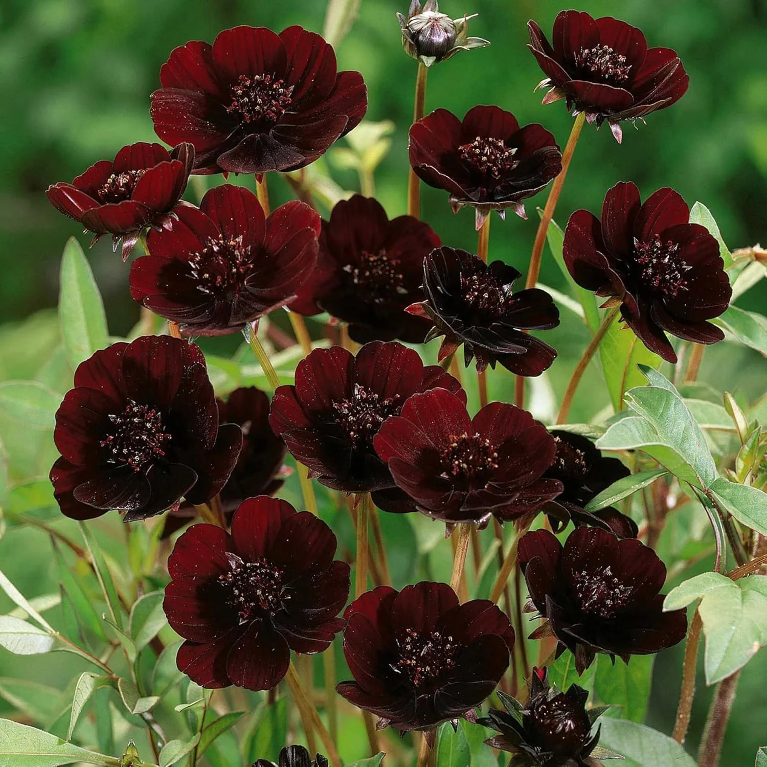 Chocolate Cosmos Seeds Cosmos Atrosanguineus Perennial with Chocolate Fragrance, Butterfly Attracting Ornamental Flower for Gardens And Containers - Image 7