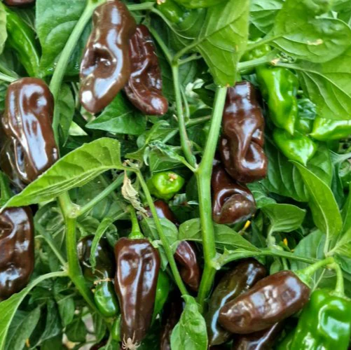 Chocolate Fatalii Pepper Seeds, Rare Heirloom Hot Chilli Seeds
