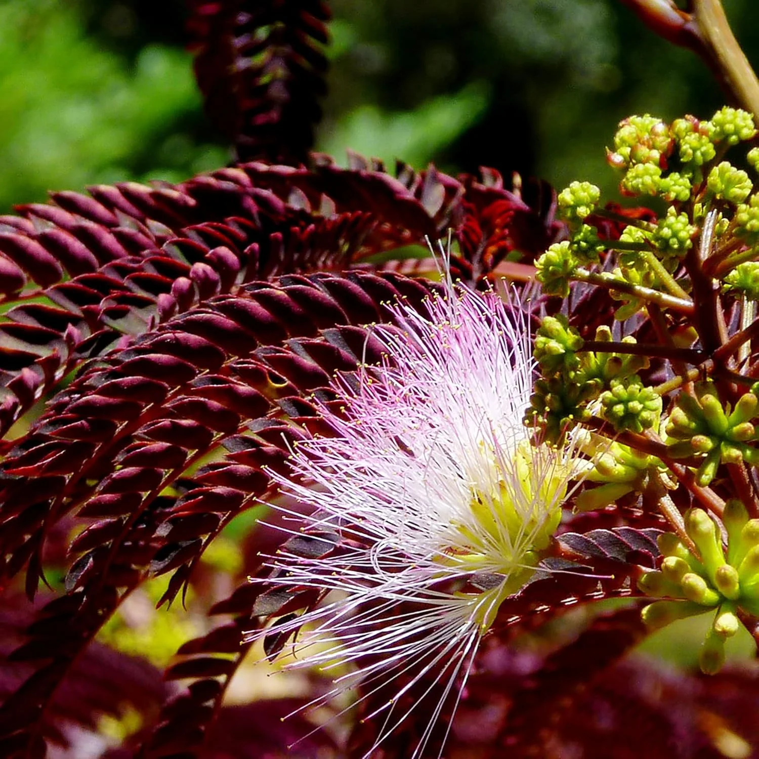 Chocolate Mimosa Seeds - Unique Foliage, Fragrant Flowers, Heat & Drought-Tolerant, Low-Maintenance Ornamental Value for Gardens - 50Pcs - Image 2