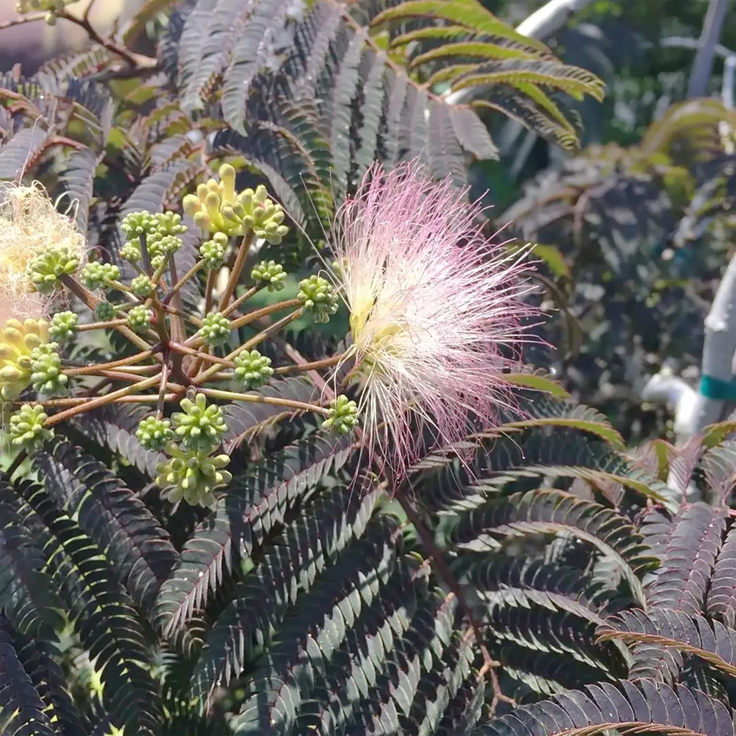 Chocolate Mimosa Seeds - Unique Foliage, Fragrant Flowers, Heat & Drought-Tolerant, Low-Maintenance Ornamental Value for Gardens - 50Pcs - Image 3