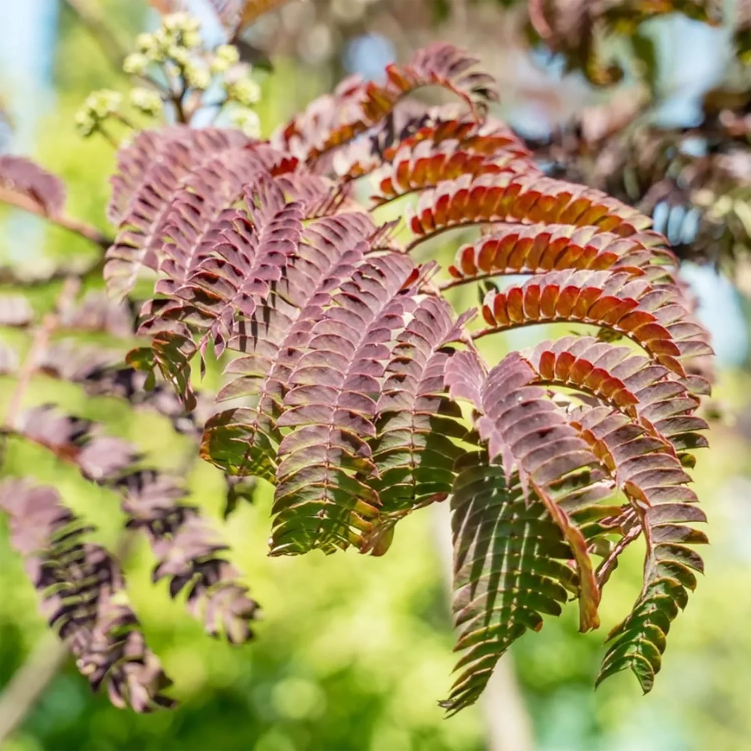 Chocolate Mimosa Seeds - Unique Foliage, Fragrant Flowers, Heat & Drought-Tolerant, Low-Maintenance Ornamental Value for Gardens - 50Pcs - Image 4