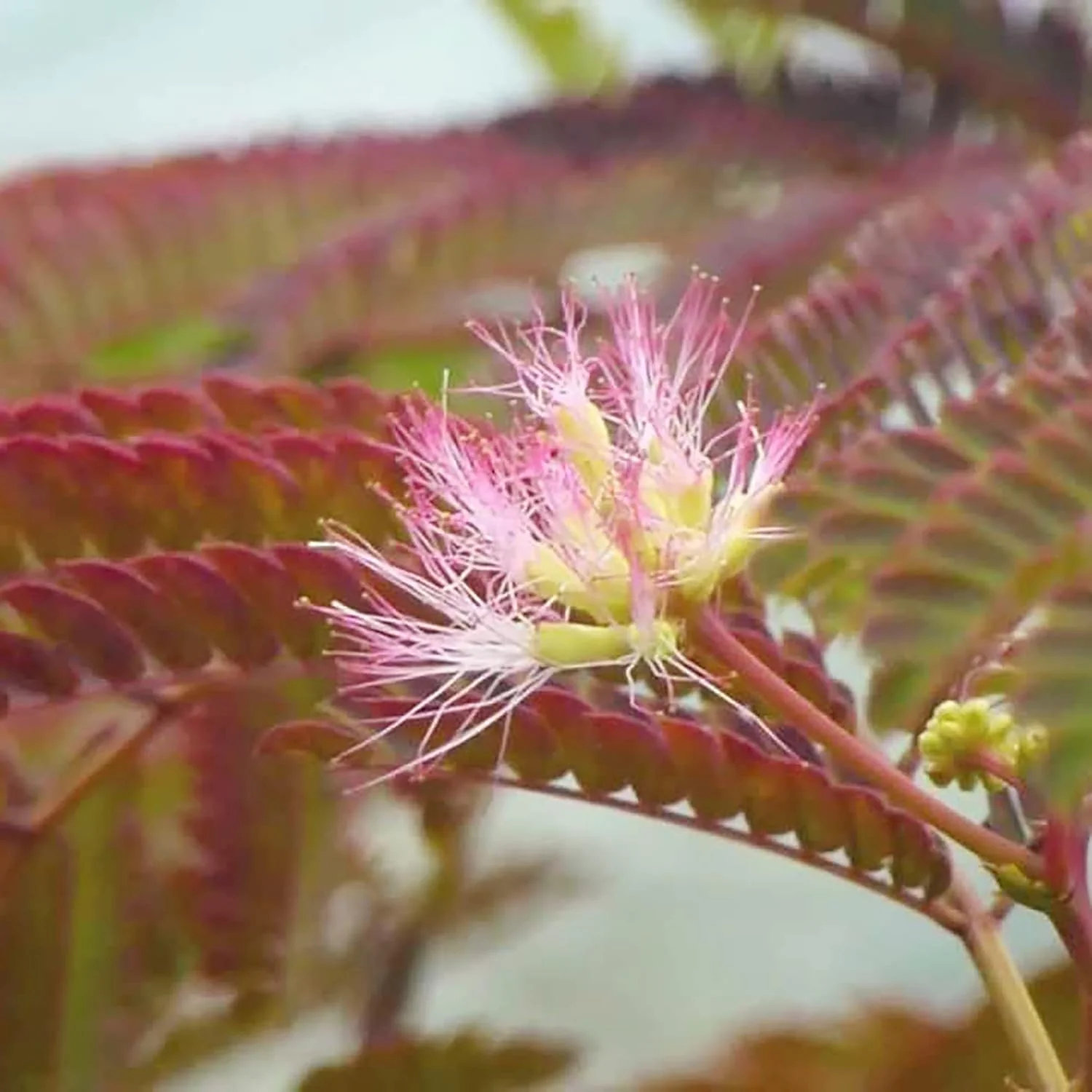 Chocolate Mimosa Seeds - Unique Foliage, Fragrant Flowers, Heat & Drought-Tolerant, Low-Maintenance Ornamental Value for Gardens - 50Pcs - Image 5