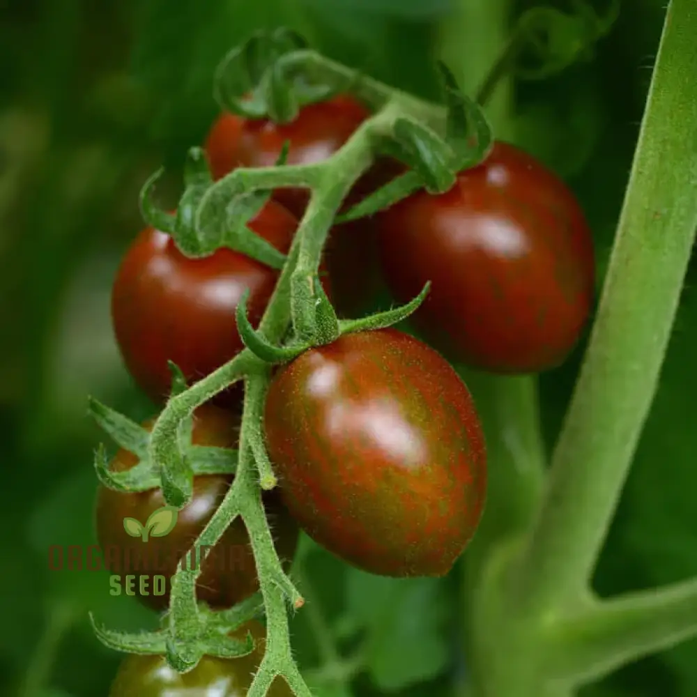 Chocolate Sprinkles Tomato Seeds, Premium Quality Vegetable Seeds for Planting