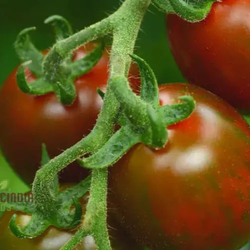 Chocolate Sprinkles Tomato Seeds, Premium Quality Vegetable Seeds for Planting - Image 3