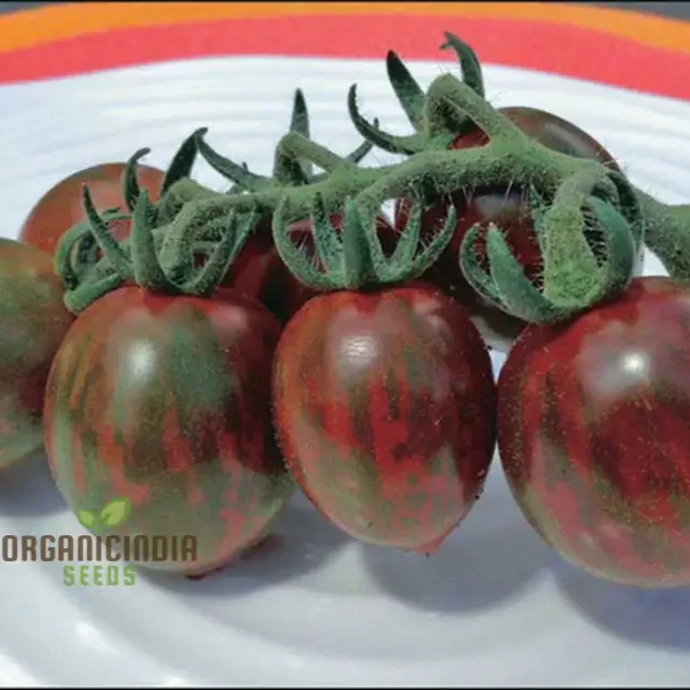 Chocolate Sprinkles Tomato Seeds, Premium Quality Vegetable Seeds for Planting - Image 4