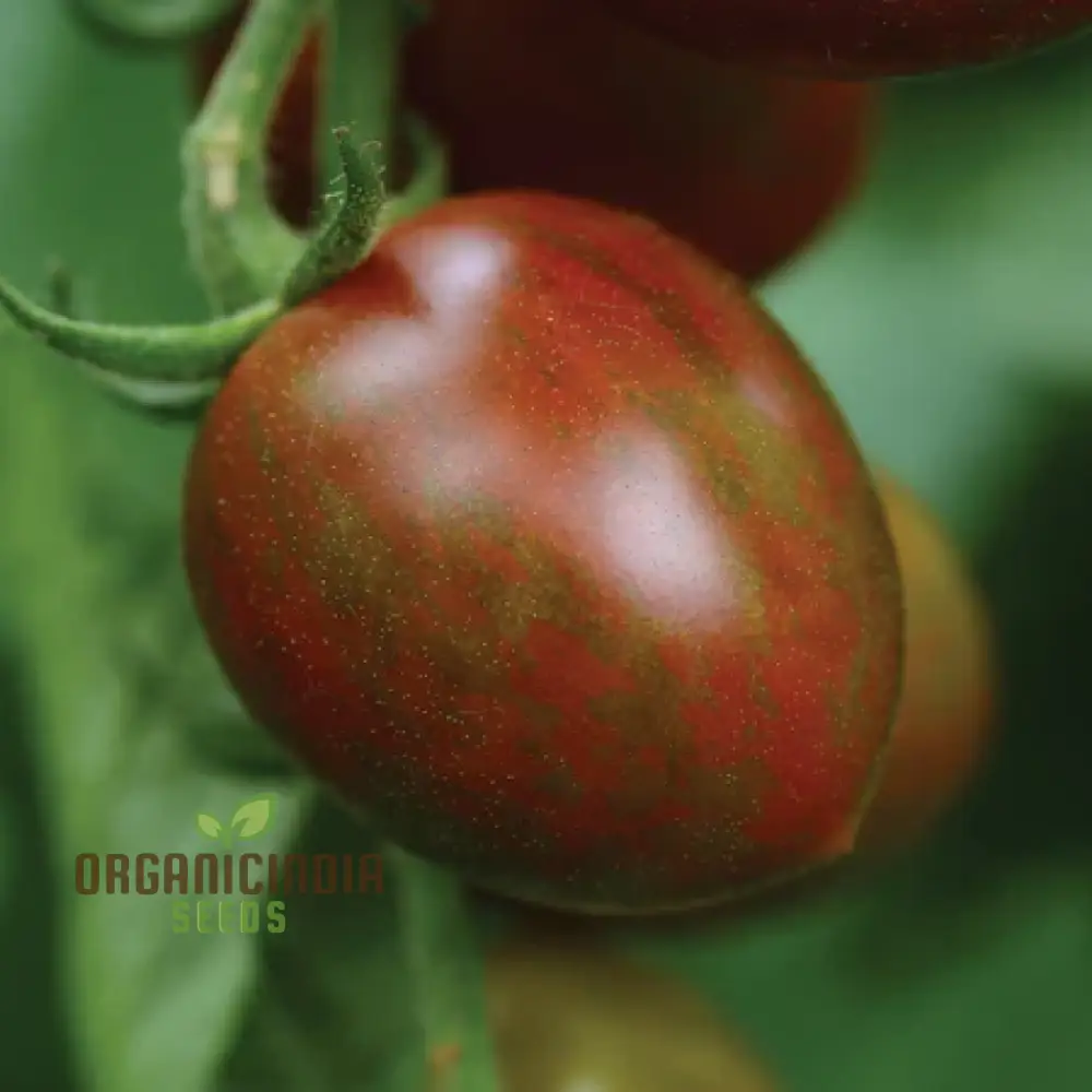 Chocolate Sprinkles Tomato Seeds, Premium Quality Vegetable Seeds for Planting - Image 5