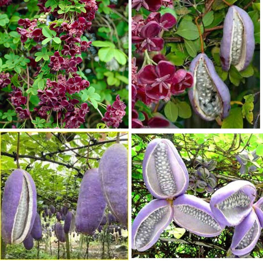 Chocolate Vine Fruit Seeds