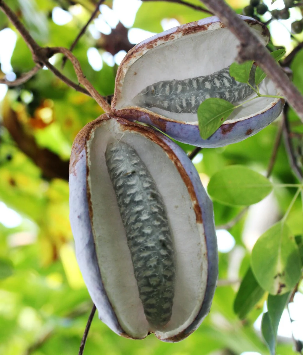 Chocolate Vine Fruit Seeds - Image 4