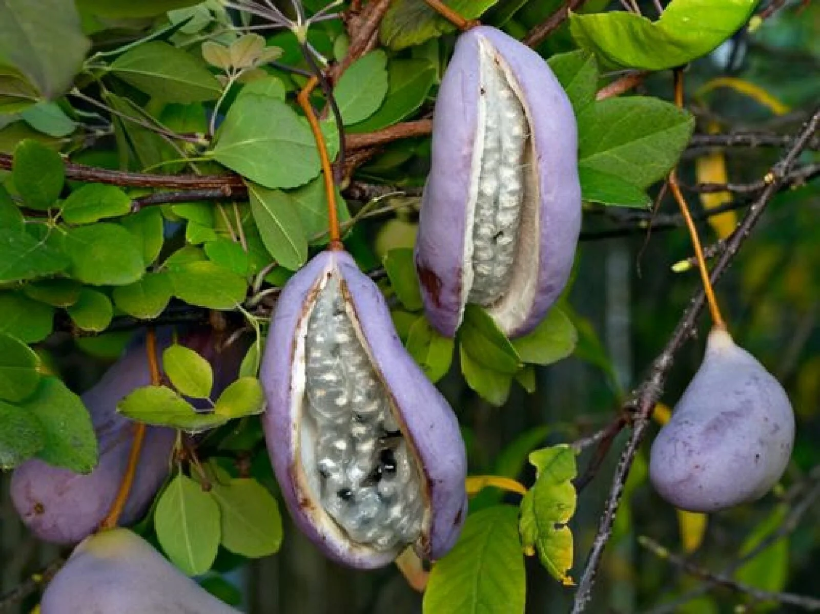 Chocolate Vine Fruit Seeds - Image 5