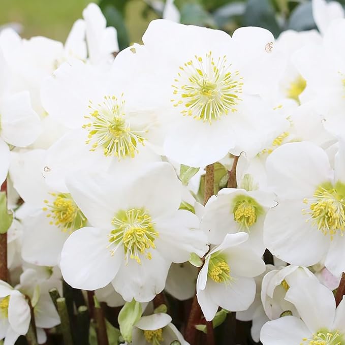 Christmas Rose Seeds (Helleborus Niger Seeds) - GMO-Free Perennial for Outdoor Borders & Beds